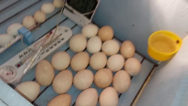 Очень много разных яиц. Проверили всё. смотреть онлайн