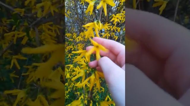 Forsythia suspensa