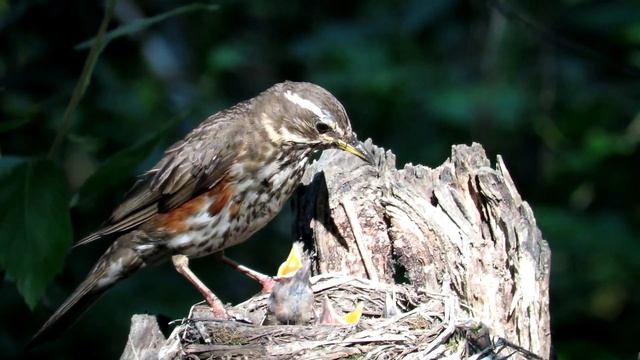 Чем Дрозды кормят Птенцов? Chicks in Nest смотреть онлайн