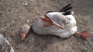 Ролик Птичий Грипп рус