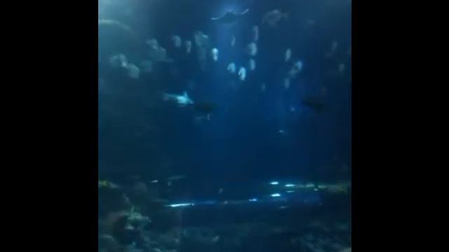 Акула в Лондонском аквариуме смотреть онлайн