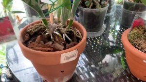 Адаптация каттлей после пересадки из кокоса