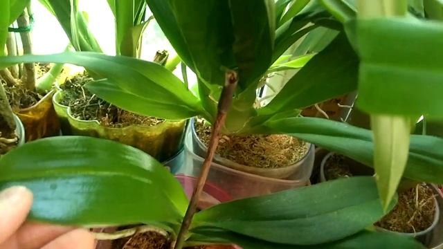 Обзор Камбрий ! 14.07.20г. смотреть онлайн