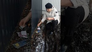 НЮАНСЫ ПОСАДКИ ДЕЛЬФИНИУМА ПОД ЗИМУ