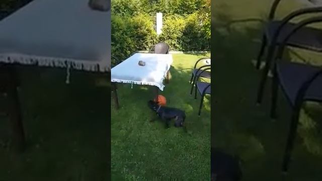 Собака прыгает как кингуру смотреть онлайн