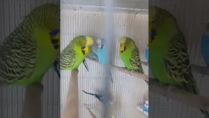 Различия между выставочным волнистым попугаем и обычным