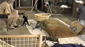 Startled Cats Compilation