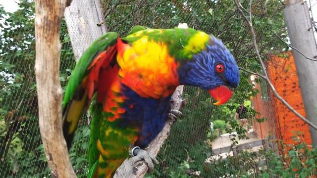 Попугаи в пражском зоопарке / Parrots in Prague Zoo смотреть онлайн