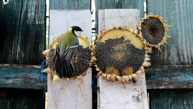 Синички на подсолнухе (2021) смотреть онлайн