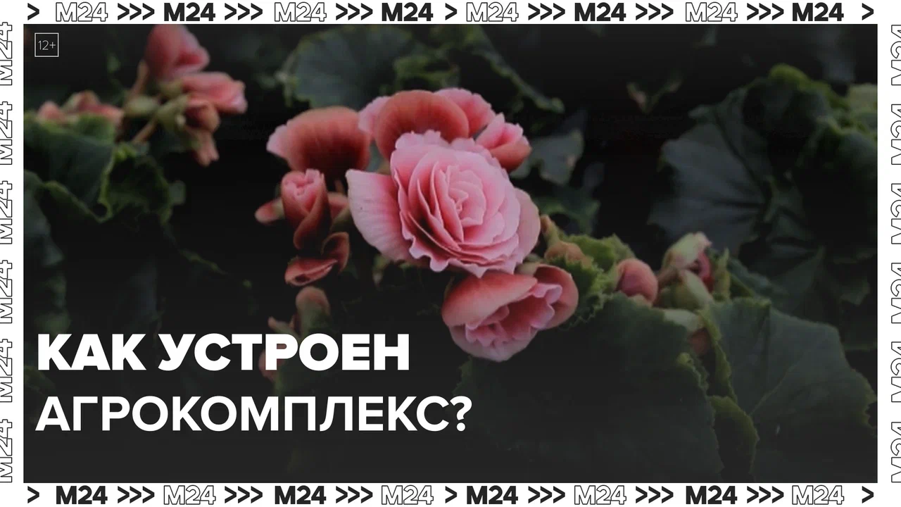 Как выращивают зелень? — Москва24|Контент