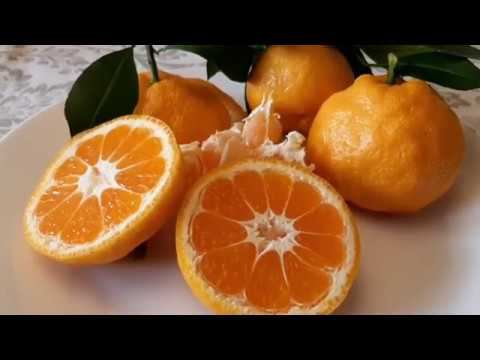 Цитрусовые в теплице. Климентин. Сезон  первого урожая.