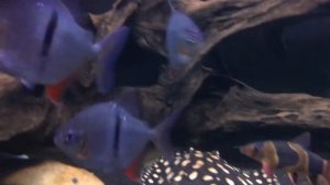 Арована содержание