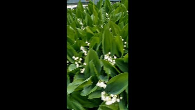 Ландыши.mp4 смотреть онлайн