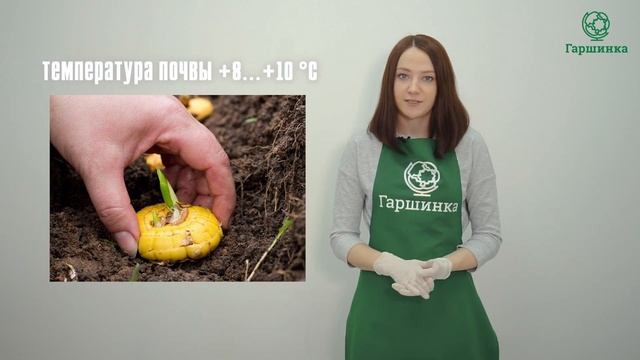 Хранение гладиолусов смотреть онлайн