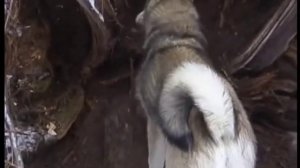 Профессиональная охота в западной сибири3.avi