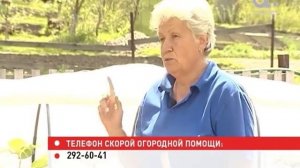 Голова садовая. Как ухаживать за луком в июне