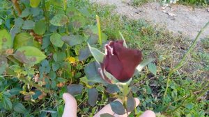 Темно-бордовая роза.Как вырастить крупный цветок и долго любоваться.