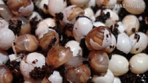 11фактов про улиток ахатин