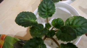 Уход за трейлерной фиалкой Посадка фиалок мини и стандарт