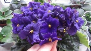 ОТЦВЕТАЮЩАЯ ФИАЛКА!УДАЛЕНИЕ ЦВЕТОНОСОВ У ФИАЛКИ!