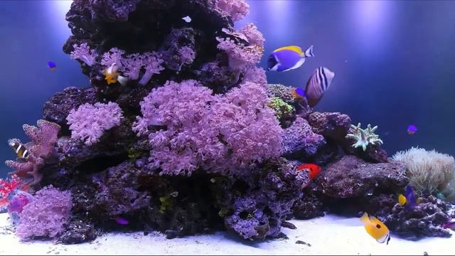 Очень красивый красочный аквариум с тропическими рыбками смотреть онлайн