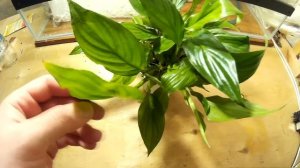 РАСТЕНИЯ ДЛЯ ПАЛЮДАРИУМА. #3. Спатифиллум Беллини. PLANTS FOR PALUDARIUM. Spathiphyllum bellini