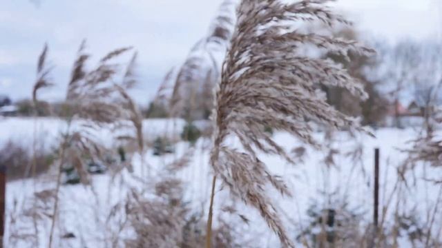 Зернышко