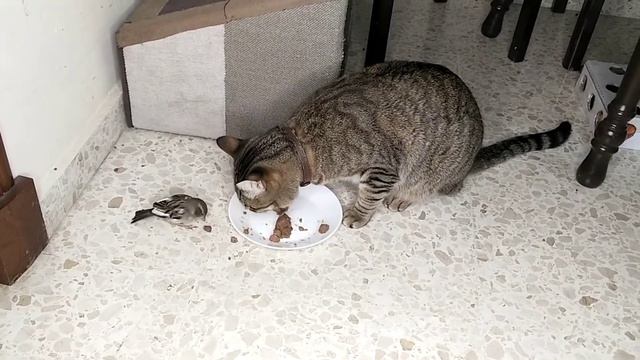 Кот позвал воробья, чтобы он позавтракал с ним смотреть онлайн