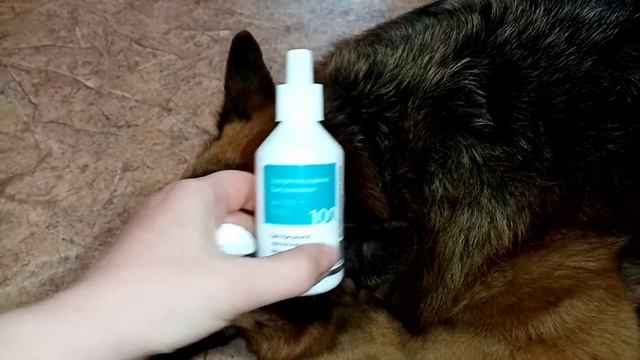 Отодектоз (ушной клещ) у собаки / отзыв на капли "Отидез" смотреть онлайн