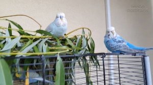 Тайная жизнь Банды Попугаев