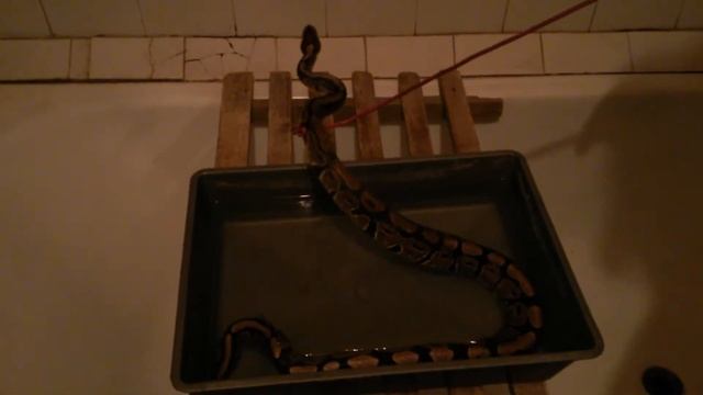 Королевский питон (Python regius)