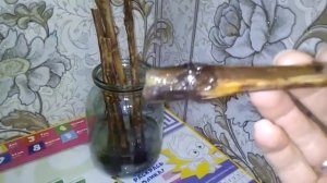 Виноград. Выращиваем виноград из чубуков. (Часть 1)