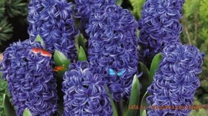Гиацинт садовый Блу Перл (giatsint-sadovyy) ? обзор: как сажать, луковицы гиацинты Блу Перл