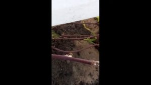 Ежевика Открытие  после зимы   сорт"Астерина"