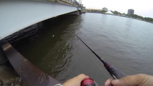 White Bass Fishing Fox river Oshkosh