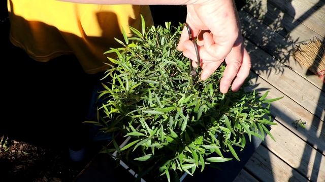 New Baobab Seeds, My Willow Leaf Ficus and More, The Bonsai Zone, Aug 2020 смотреть онлайн