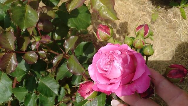 июнь начало красоты! Айсфогель,августа луиза, метаморфоза, барон жирон де лейн, французское платье смотреть онлайн