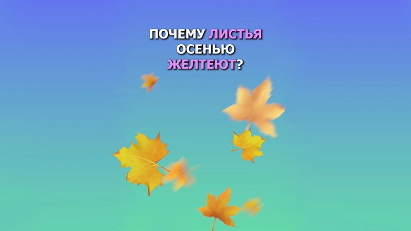 Почему листья осенью желтеют?