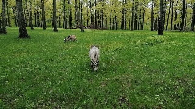 Козочка в лесу. Коза в малиннике. Бесхозный скотомогильник в лесу.. Белая коза в лесу в Новосибирске в лесу. Что происходит в лесу в мае