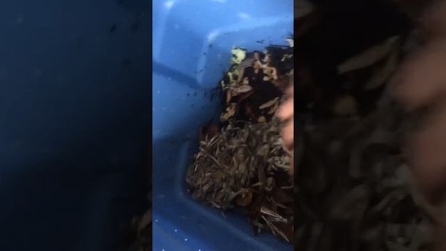 Bigger Worm Box to expand my population смотреть онлайн