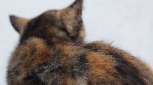 Как вытащить клеща у кошки? Способы и инструменты. Как помочь кошке избавиться от клеща.