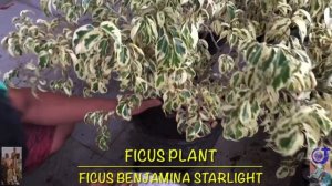 FICUS PLANT: FICUS BENJAMINA STARLIGHT