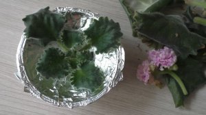 ФИАЛКА ПОТЕРЯЛА ТУРГОР ЧТО ДЕЛАТЬ ? Фиалка вялые листья ? Заболела фиалка