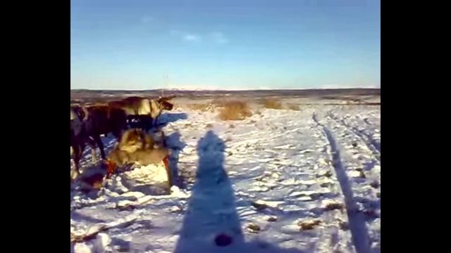 За стадом / Сбор оленей / Ямал смотреть онлайн