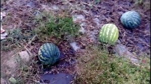 Эксперимент по выращиванию арбуза холодок в средней полосе.