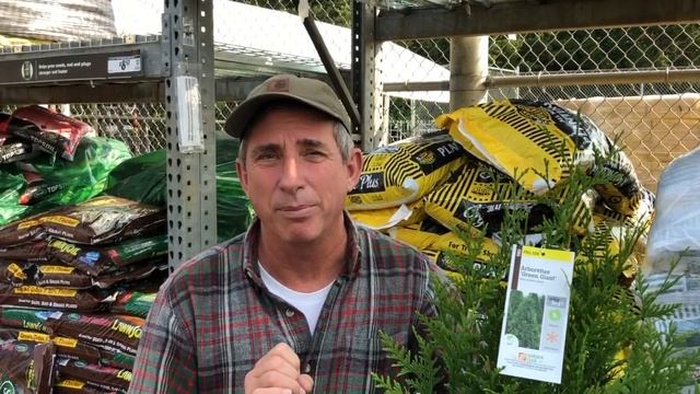 Thuja 'Green Giant' | Green Giant Arborvitae | Thuja standishii x plicata смотреть онлайн