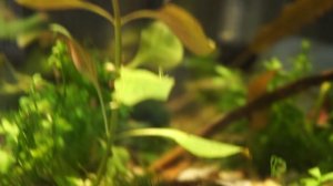 Аквариумная креветка Банановая в 30 литрах на водопроводе.mp4