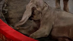 Как живут слоны в цирке