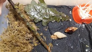 Новые улитки. Выставка ахатин и уход за древесными улитками лимиколяриями