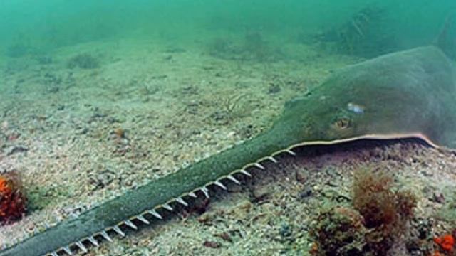 МОРСКИЕ ОБИТАТЕЛИ! смотреть онлайн